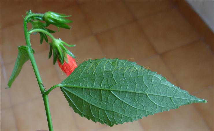  Leaf